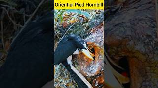 Oriential pied hornbill  Malaysianpiedhornbill  hornbill feed chicks [upl. by Yniar]