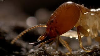 Inside A Termite Fortress  Seasonal Wonderlands  BBC Earth [upl. by Edyaj]