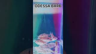 ODESSA BARB [upl. by Brittnee]