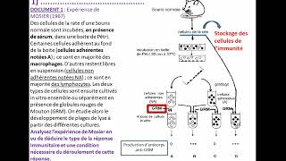 Bac sciences SVT le déroulement de la réponse immunitaire باكالوريا علوم [upl. by Rebecka]