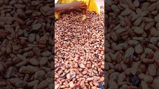 Biji kakao yang harganya cukup mahal saat ini cocoa kakao [upl. by Animlehliw]