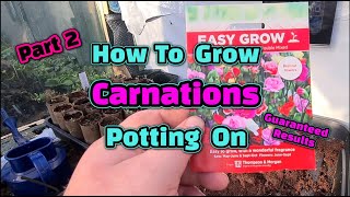 How to grow carnations part 2 [upl. by Catha448]