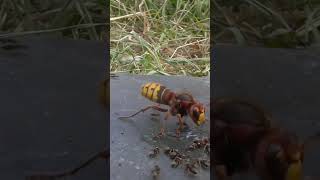 Des fourmis légionnaires forment un pont vivant pour envahir un nid de guêpes [upl. by Mirabella]