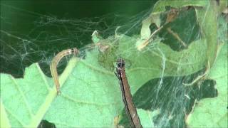 Ailanthus webworms feeding [upl. by Mij]