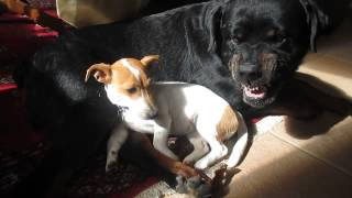 Big Rottweiler VS Cheeky Jack Russell [upl. by Eeznyl311]