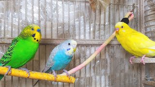 3 Hr Happy Parakeets Eating Singing Playing Budgies Chirping Reduce Stress of lonely Bird Videos [upl. by Cuda]