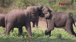 kalawewa national park අලින්ගේ වසන්තය wildlife elephants kalawewa safari [upl. by Flita]