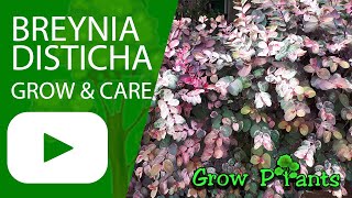 Breynia disticha  grow amp care Snow bush plant [upl. by Maribeth]