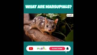 What are Marsupials Animals  Marsupial Mammals  Science for kids marsupials plufo shorts [upl. by Sou]