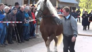 Feiner Wälder  Schwarzwälder Kaltblut Körung 2015 in Sankt Märgen [upl. by Atsuj]