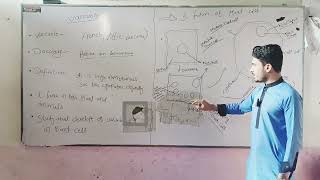 vacuole explained by student Mr Asim shah [upl. by Nolra]