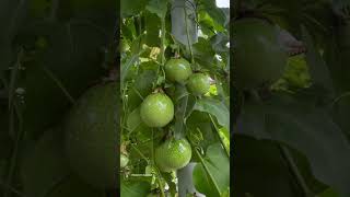 Today’s special Passion fruit harvest passion fruit nature naturesbucketkalaimagal farming [upl. by Benoit625]