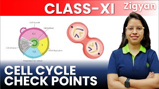 Cell cycle checkpoints  Lecture 2  Cell cycle and cell division  Class 11th  Biology  NEET [upl. by Drareg]