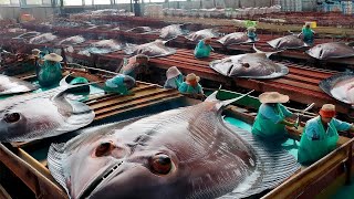 How European fishermen catch hundreds of tons of halibut and shrimp with trawls nets at sea [upl. by Ylicic427]