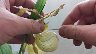 How to hand pollinate Cypripedium Ladys Slipper Orchids part 1  a very messy pollination attempt [upl. by Ellekcim]