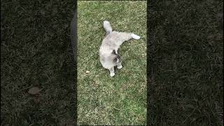 ⚠️Fake clip No harm in this video⚠️ flop cat flopedit catlover youtubeshorts [upl. by Nospmis]