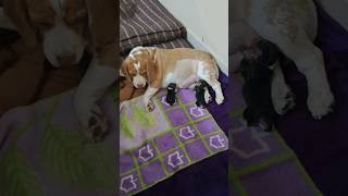 New Born Beagle Puppies [upl. by Assi]