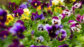 Lots of Pansy And Viola Growing TipsVideo Growing Guide [upl. by Bourn]