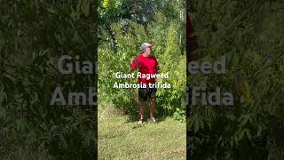 Plant Walk  Giant Ragweed [upl. by Marriott]