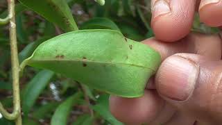 Medicinal Plants Documentary VIDANGA Embelia ribes [upl. by Adnolohs]