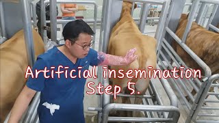 Artificial insemination in cattle step 5 [upl. by Lolita]