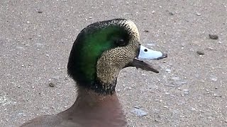 American Wigeon Call Anas americana [upl. by Elletse]