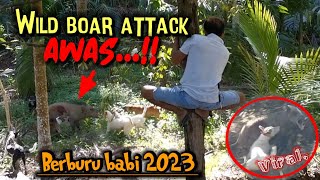 LUAR BIASA❗Babi besar makan korban  DOG VS WILD BOAR  Buru babi 2023 [upl. by Tocs]