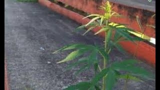 Como germinar una semilla de marihuana facil [upl. by Accever]