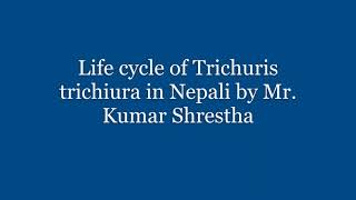 Life cycle of Trichuris trichiura in Nepali [upl. by Frankie]