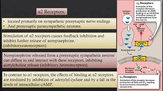 adrenergic receptors [upl. by Gorman]