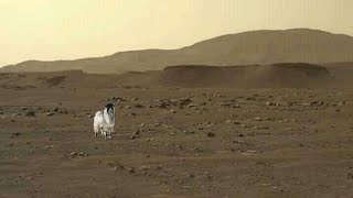 Animals on mars  Nasas Mars Perseverance Rover Sends Fascinating Pictures  Curiosity Mission [upl. by Yenittirb271]