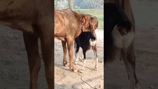 The goats are enjoying the best day of the year shorts short shorts। Cattle Farm 12oct e1 [upl. by Ahsitram]