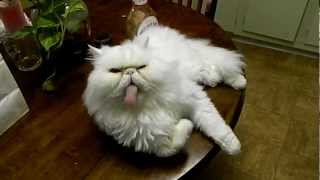 Very Funny Persian Cat [upl. by Gatian]