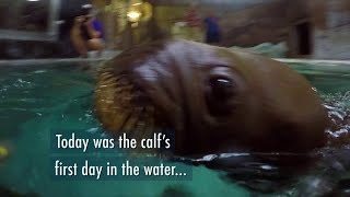 Walrus Calf Swim Lesson  SeaWorld Orlando [upl. by Davina]