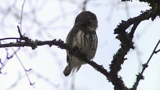 Pygmy Owl  Singing  24022019 [upl. by Attolrac43]