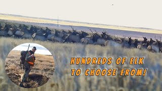 ELK HUNTING  Cow Elk Depredation Hunt  Hundreds to Choose From [upl. by Dewhirst73]