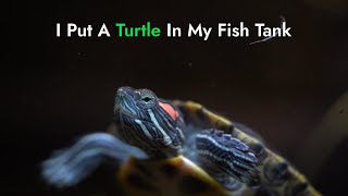 Keeping Turtles In Your Fish TankWhat I Learned [upl. by Nuajed386]