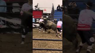 Williston Bullriding6 viralvideoviral rodeo cowboys pbr shortvideo shorts shortsvideo [upl. by Joyan]