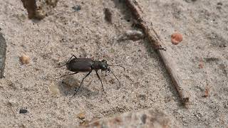 Cicindela repanda BRONZED TIGER BEETLE 3025892 [upl. by Otreblig]