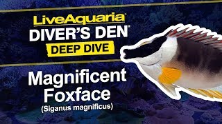 LiveAquaria® Diver’s Den® Deep Dive Magnificent Foxface Siganus magnificus [upl. by Nyvar891]