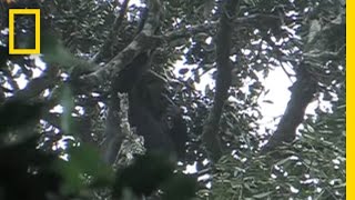 Rare Footage of Extremely Endangered Gorillas  National Geographic [upl. by Zanze]