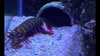 Mantis Shrimp 101 [upl. by Yelad]