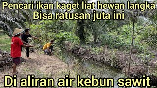 PENCARI IKAN HEBOH DI KEBUN SAWIT MELIHAT ULAR ANEH DAN LANGKA MASUK KE DALAM BUBU IKAN ULAR MAHAL [upl. by Milo]