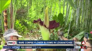 Rare corpse flower blooms in Loxahatchee [upl. by Ettelegna236]