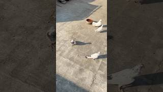 ❣️❣️ viralvideo birds 10millionviwes foryou parrot pigeon pets care [upl. by Fern]