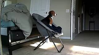 Beagles sad howl while staying at home alone [upl. by Ladonna]