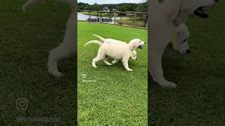 Golden Retriever puppy training session [upl. by Othelia]