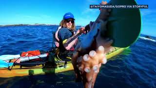 RAW VIDEO Feisty sea lion throws octopus at kayakers face  ABC7 [upl. by Aneetsirhc]