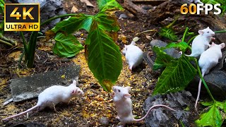 Best Cat TV to Watch 🐱 Watch Cute White Mouse Surviving in Wild🐭 Watch in 4K HD 60FPS 🐱 Kitty Vision [upl. by Danya]