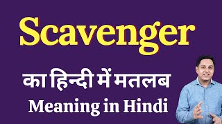 Scavenger meaning in Hindi  Scavenger का हिंदी में अर्थ  explained Scavenger in Hindi [upl. by Harrow]